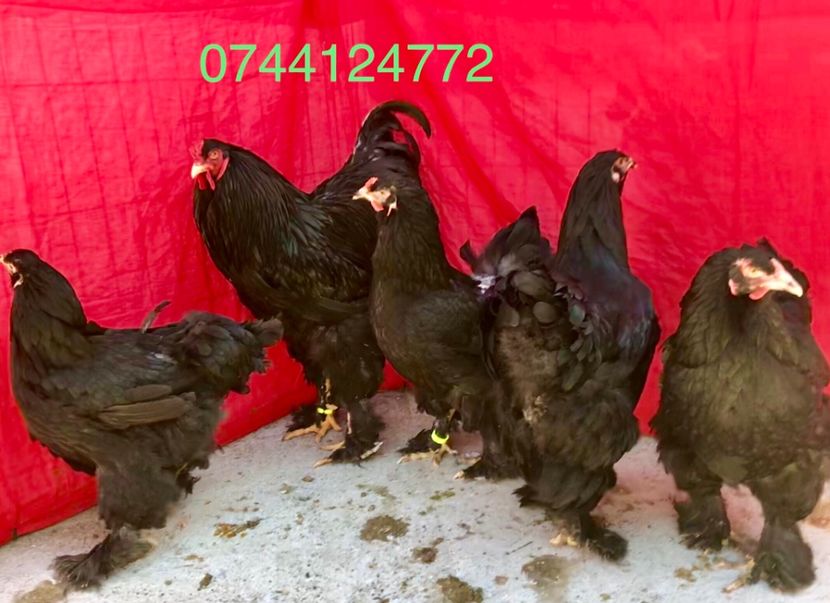 CB245DCB-91EF-423A-9F72-355C23D04267 - Brahma Negru