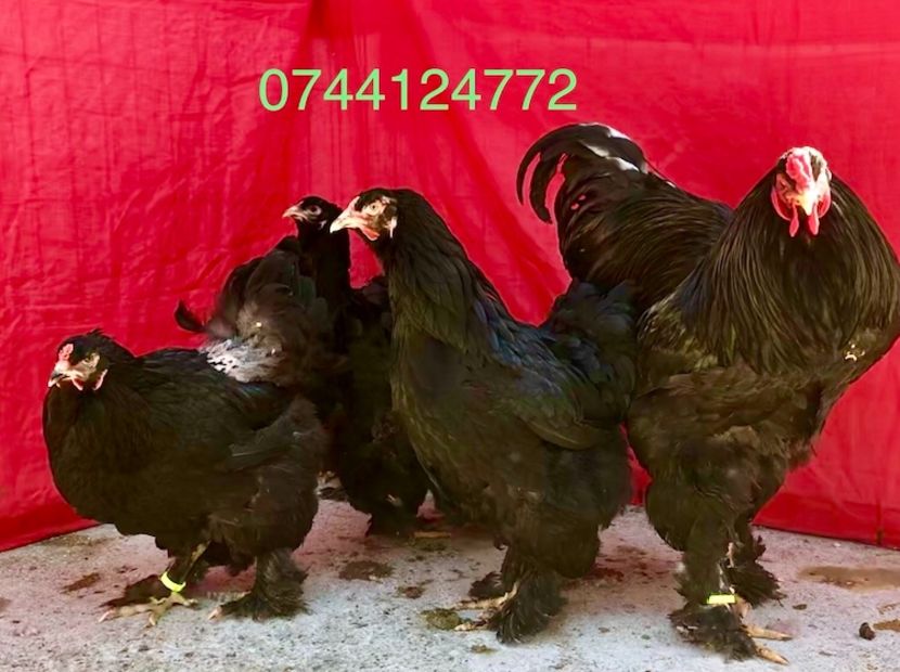 16689359-9957-49C5-B004-1F8A884481BC - Brahma Negru