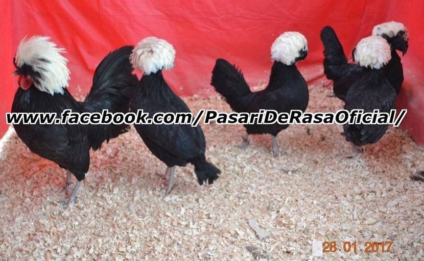 6909E30C-0449-4291-B8B3-C4B73B26BF58 - Motata Olandeza Negru-Alb