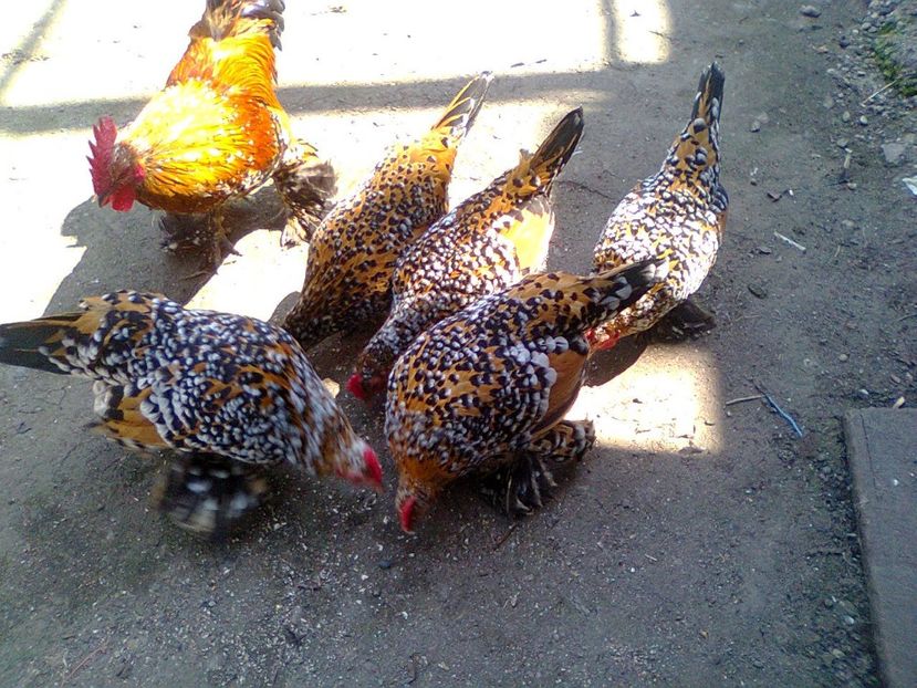 Fotografie3150 - pt 2018