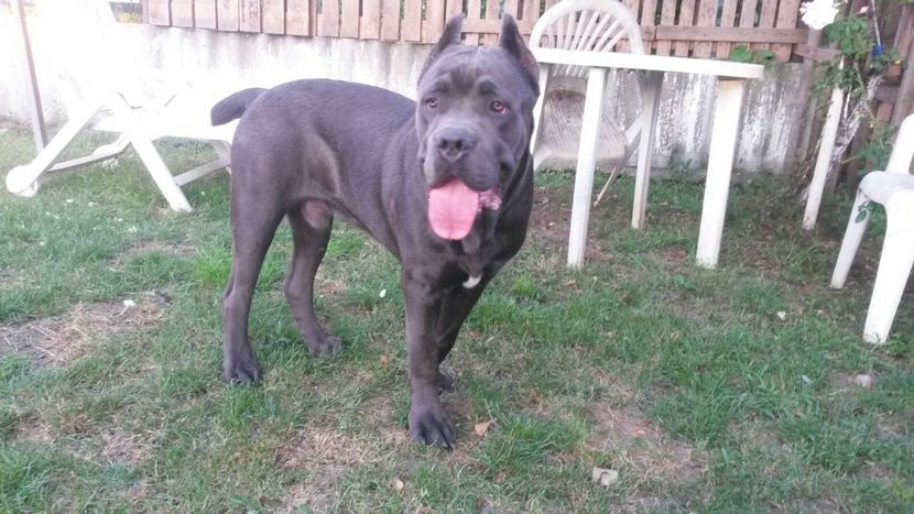 IMG-20180408-WA0003 - Cane corso