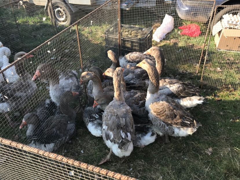 9C434FD2-3074-4784-91D1-25982E3FC8D3 - Tirguri