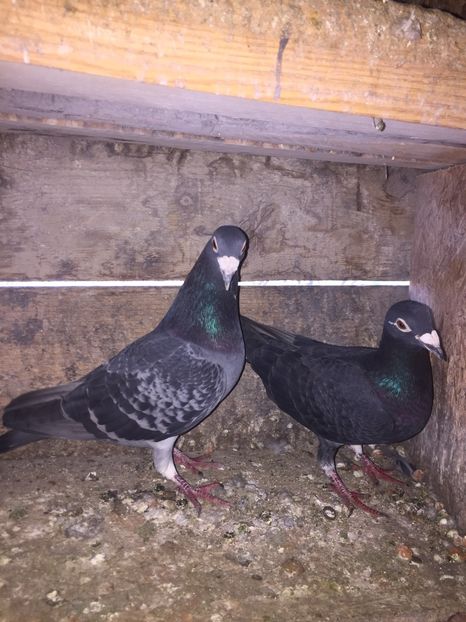 504ED968-A664-4B3D-B488-65DAD349F794 - porumbei voiajori de vanzare