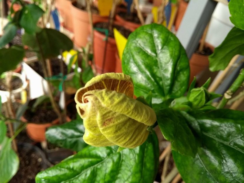 30126551_1903455209727918_1851285391_o - Tahitian Exotic Mustard