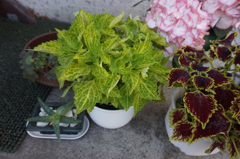 Coleus- se prefigurează o nouă pasiune :) - Aprilie
