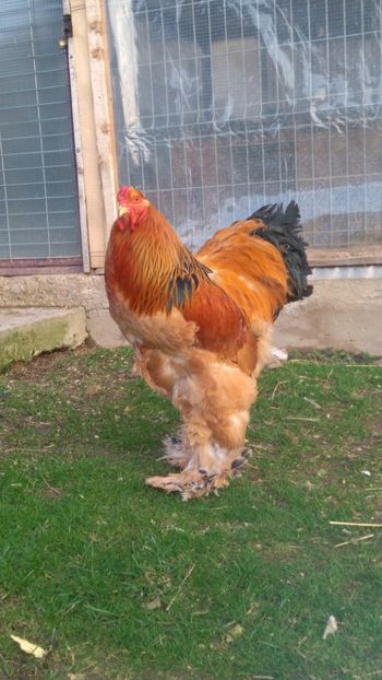 Cocos 4 - Brahma Columbia galben-negru 2017-2018