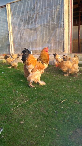 Cocoș 1 - Brahma Columbia galben-negru 2017-2018