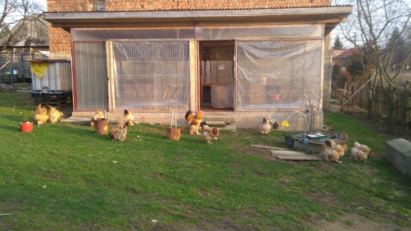 Columbia galben-negru - Brahma Columbia galben-negru 2017-2018