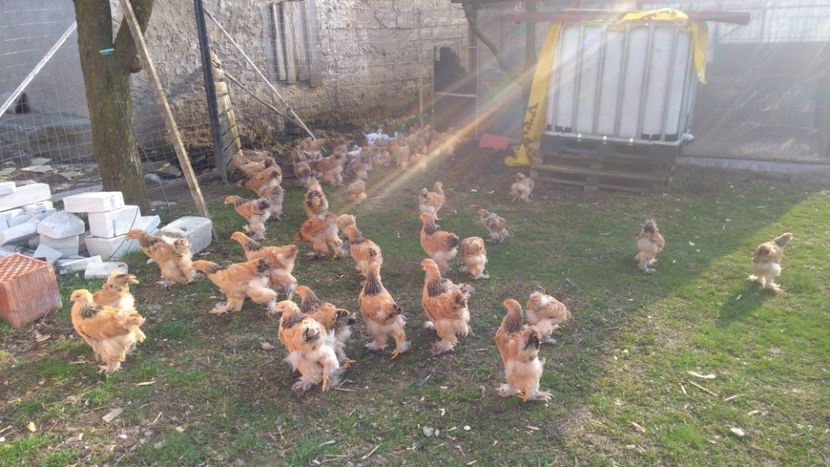  - Brahma Columbia galben-negru 2017-2018