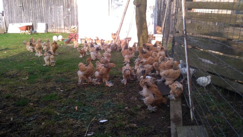  - Brahma Columbia galben-negru 2017-2018