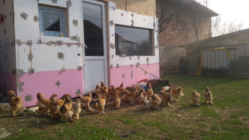  - Brahma Columbia galben-negru 2017-2018