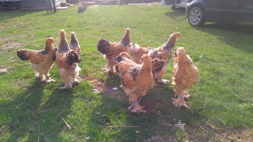  - Brahma Columbia galben-negru 2017-2018