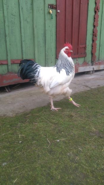  - 07 SUSSEX-2016-2017-2018