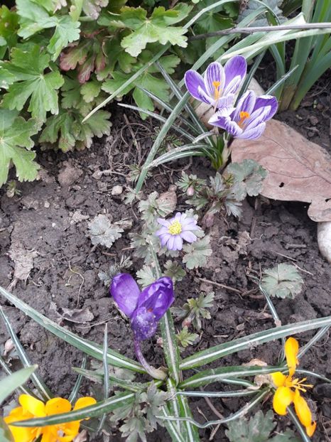  - Flori de gradina-2018 Primavara