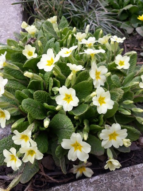  - Flori de gradina-2018 Primavara