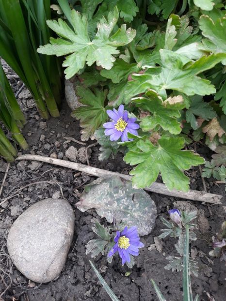  - Flori de gradina-2018 Primavara