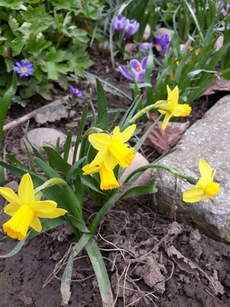  - Flori de gradina-2018 Primavara