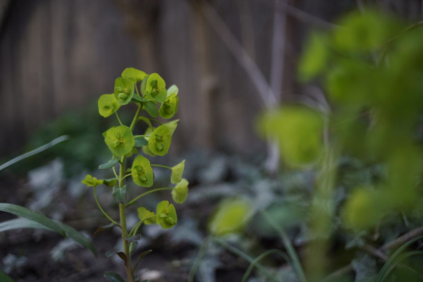 Euphorbia amigdaloides - Aprilie