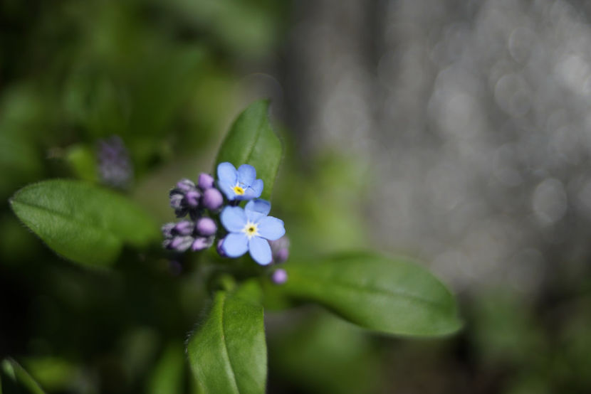 _DSC3101 - Aprilie