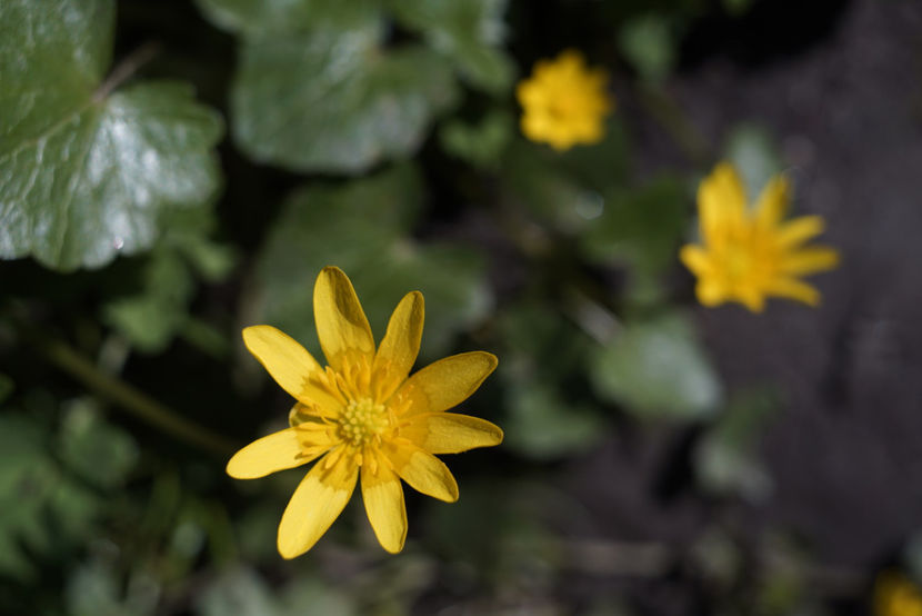 _DSC3110 - Aprilie
