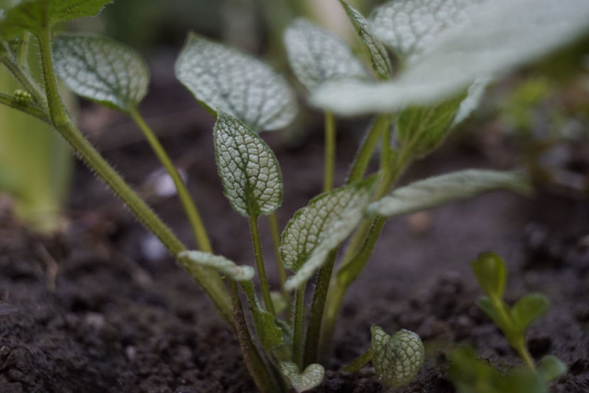 Brunnera silver- mulțumesc, Silvia! - Aprilie