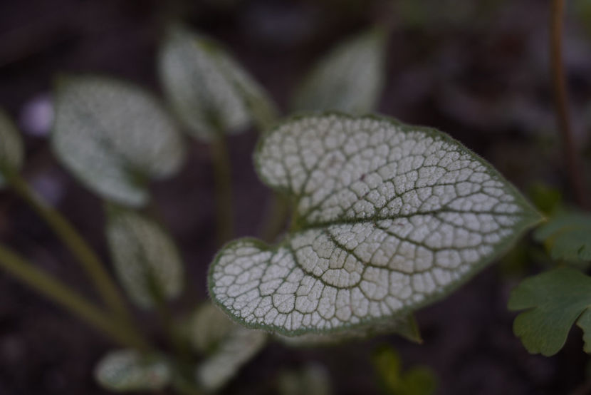 _DSC3121 - Aprilie