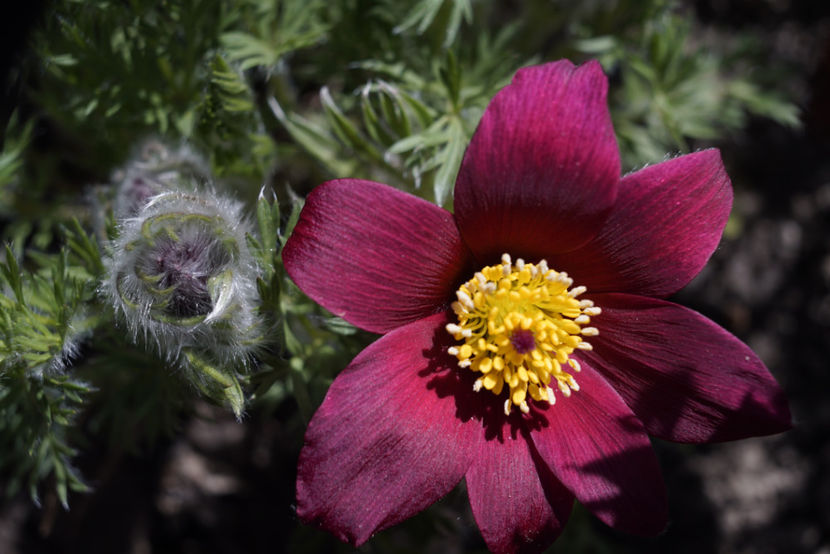 Pulsatilla - Aprilie
