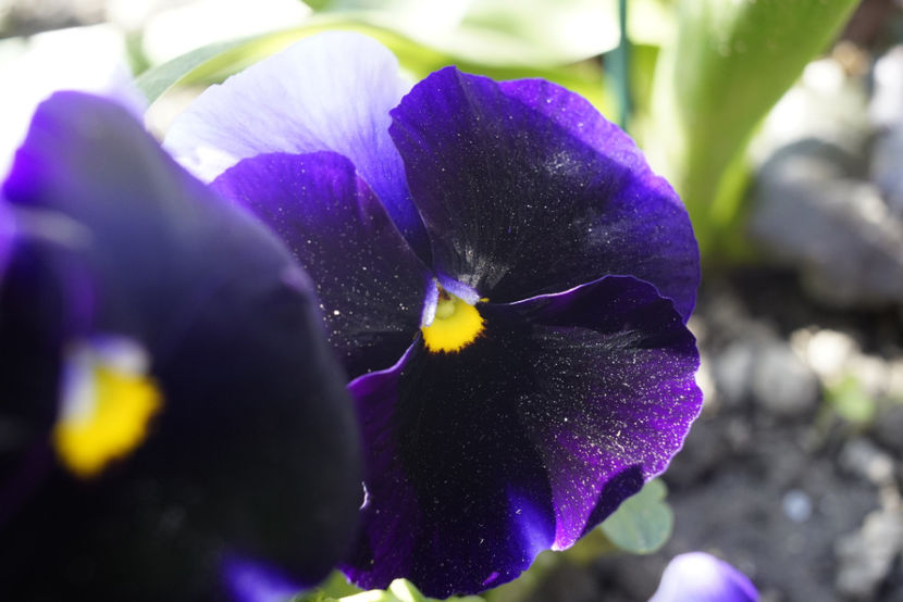 _DSC3160 - Aprilie