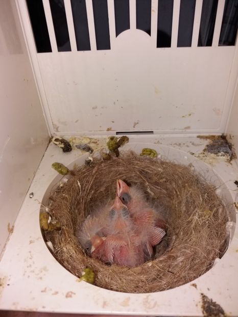  - puisori canari 2018