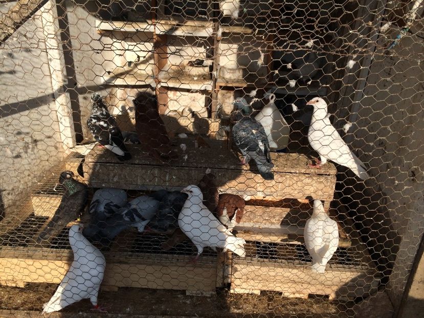  - 02 de prin volieră