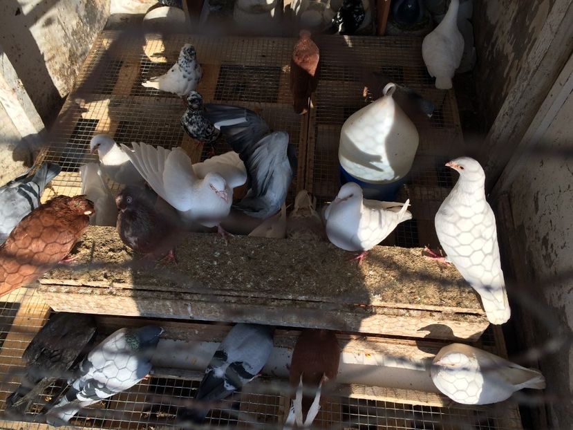  - 02 de prin volieră