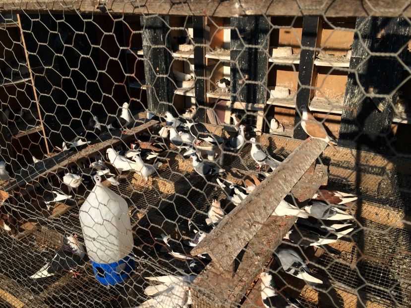  - 02 de prin volieră