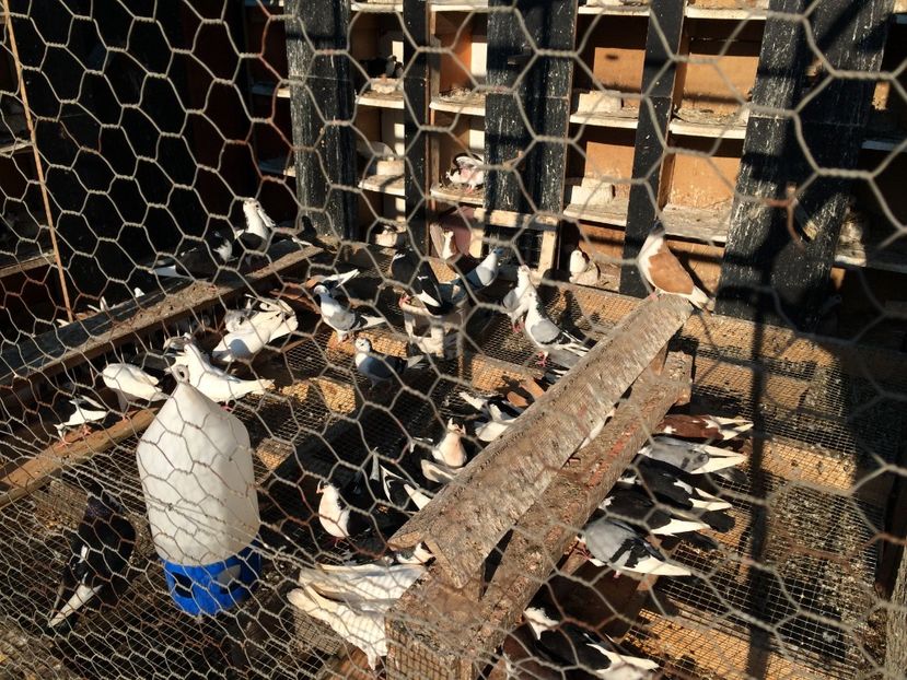  - 02 de prin volieră