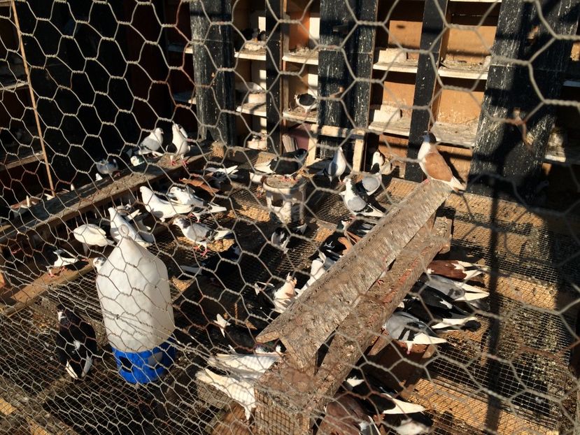  - 02 de prin volieră