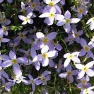 Houstonia caerulea millards variety - b Comenzi plante copaci 2018 2019
