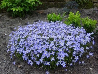 Houstonia caerulea millards variety - b Comenzi plante copaci 2018 2019