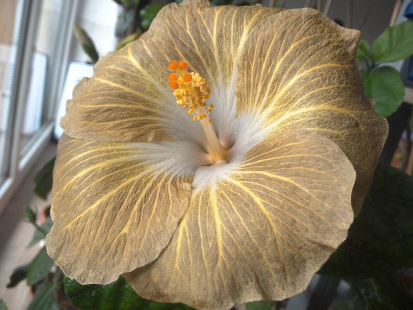 Tahitian Exotic Mustard - 0Hibiscus in colectie infloriti