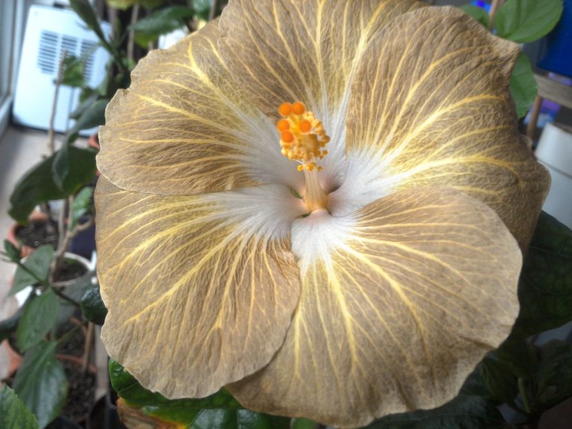 Tahitian Exotic Mustard - 0Hibiscus in colectie infloriti