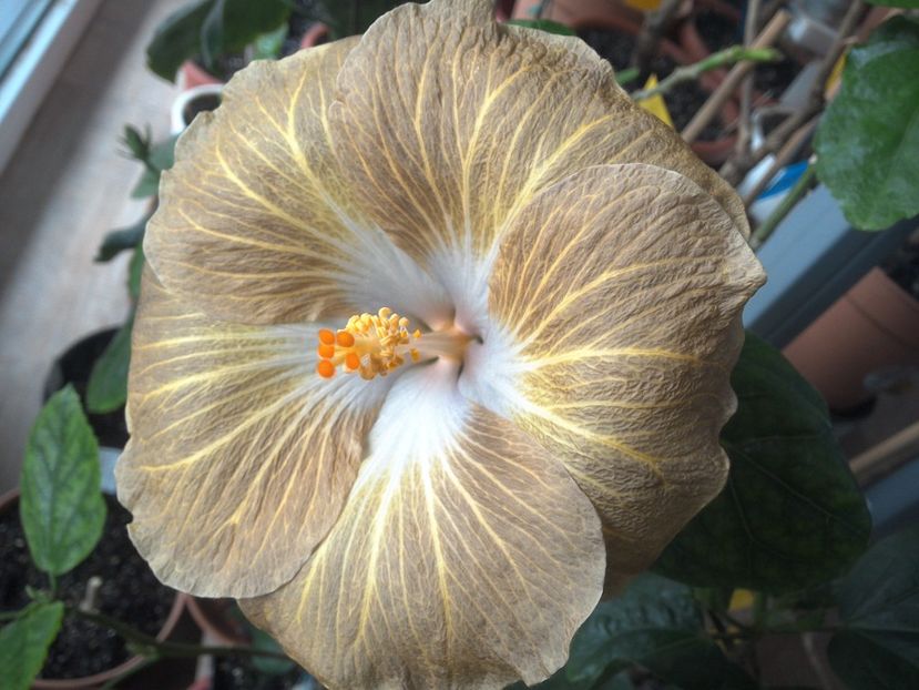 WIN_20180409_080459 - Tahitian Exotic Mustard