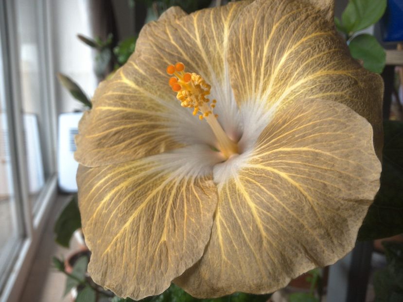 WIN_20180409_080527 - Tahitian Exotic Mustard