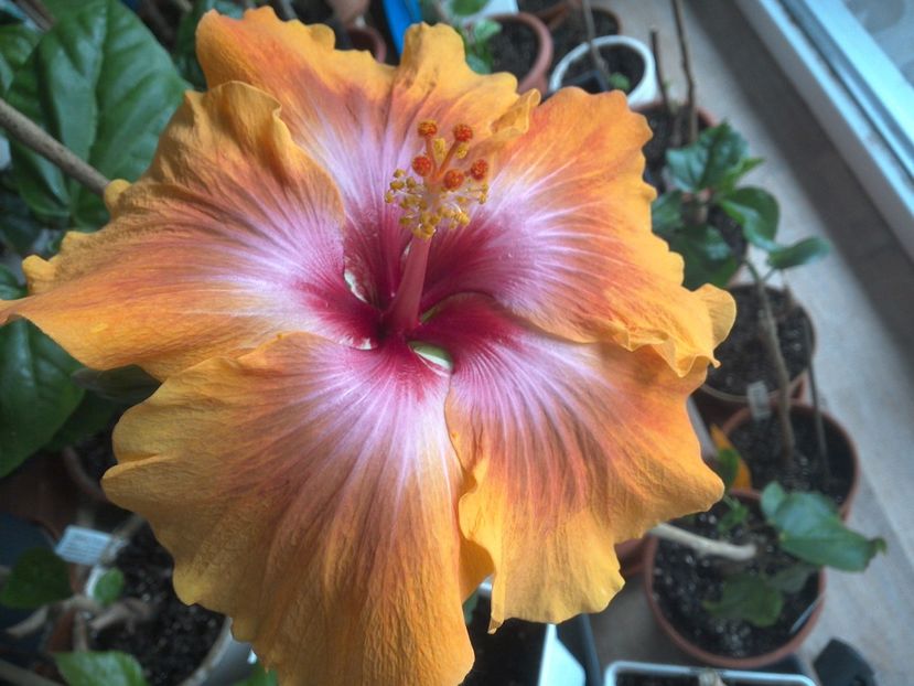 WIN_20180409_082139 - Taiwan Amanda