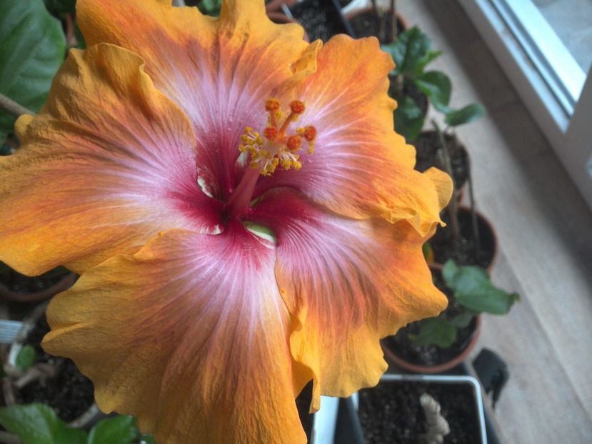 WIN_20180409_082142 - Taiwan Amanda