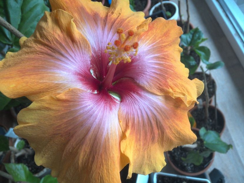 WIN_20180409_082157 - Taiwan Amanda