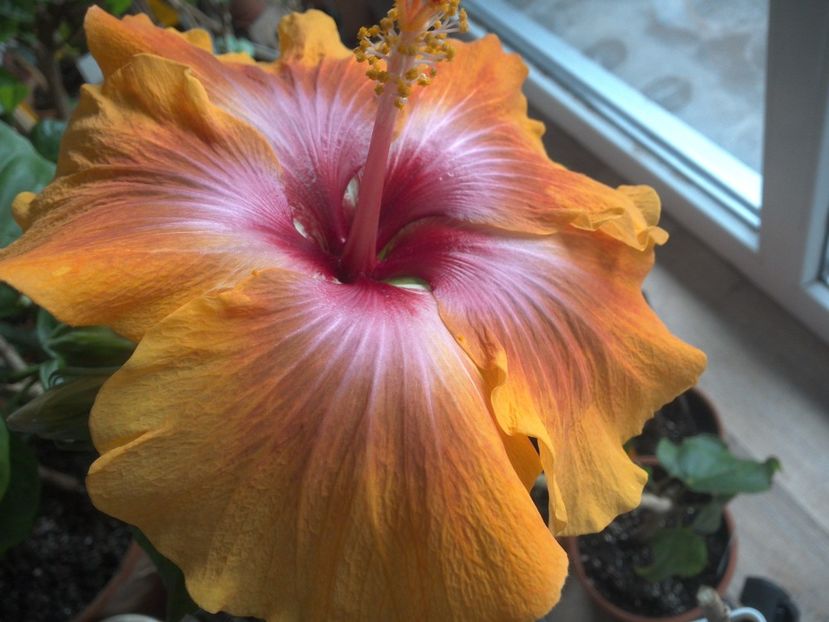 Taiwan Amanda - 0Hibiscus in colectie infloriti