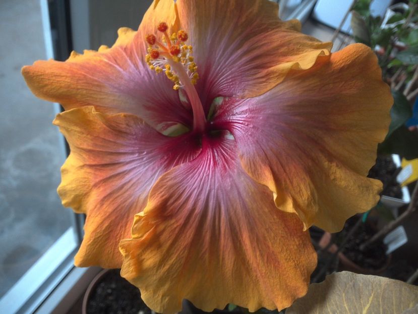 Taiwan Amanda - 0Hibiscus in colectie infloriti