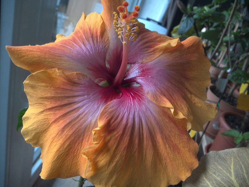 Taiwan Amanda - 0Hibiscus in colectie infloriti