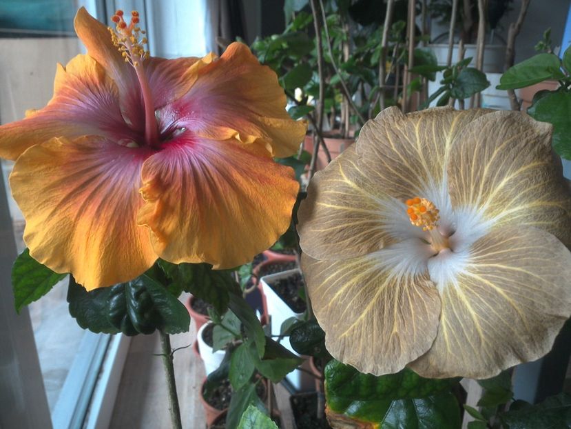 WIN_20180409_080717 - 03Hibiscus
