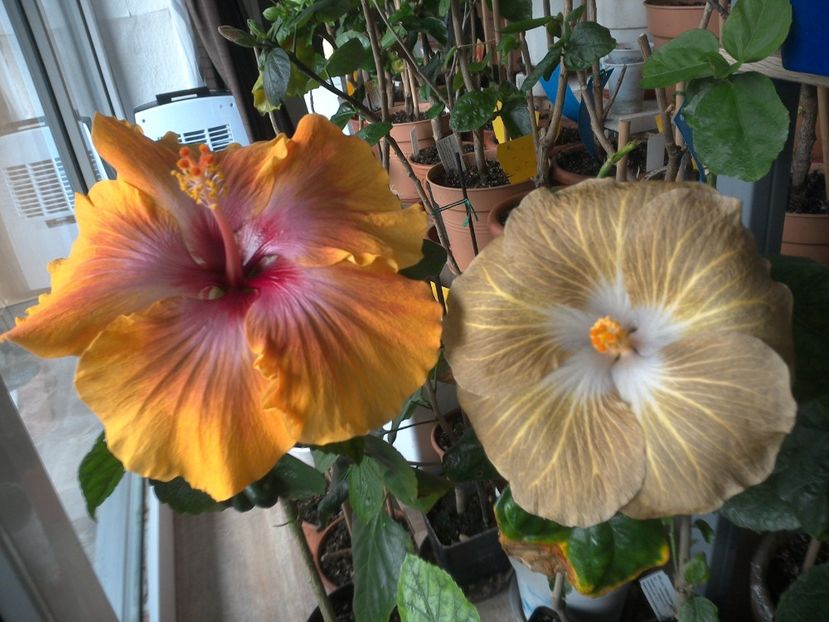 WIN_20180409_080727 - 03Hibiscus