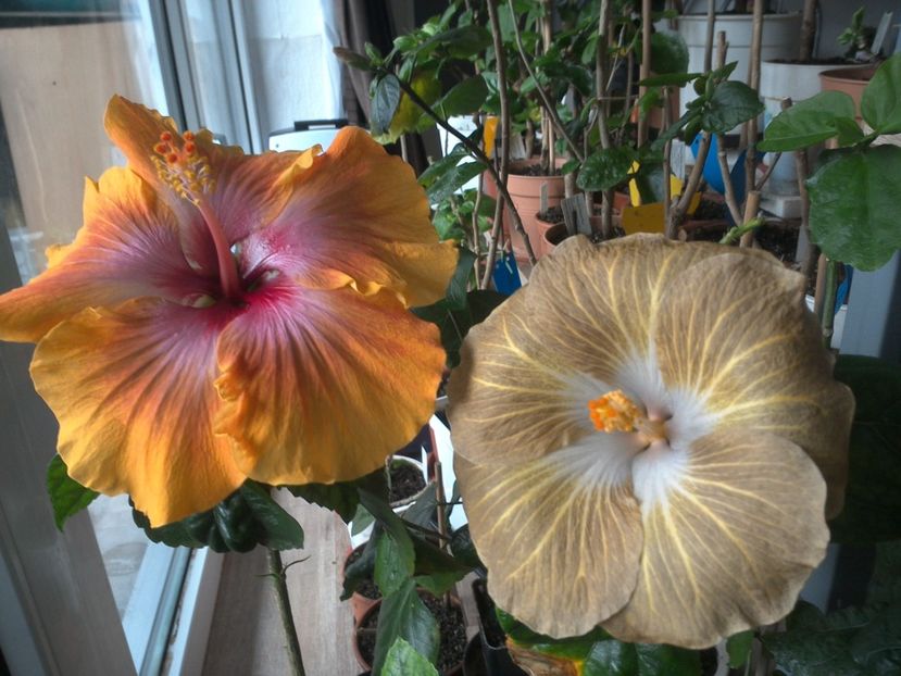 WIN_20180409_080735 - 03Hibiscus