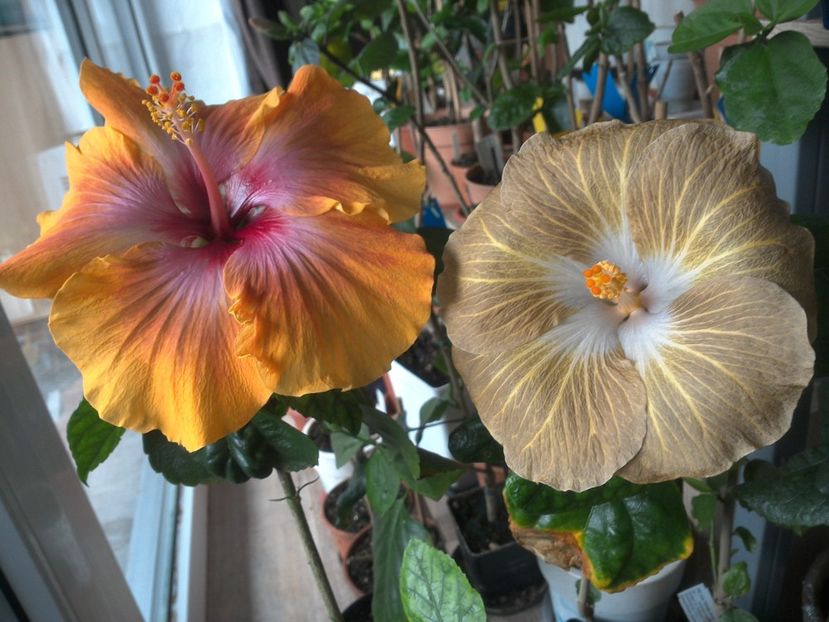 WIN_20180409_080742 - 03Hibiscus